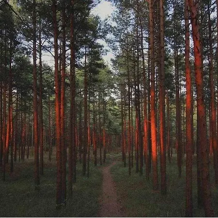 Gintarautojai *