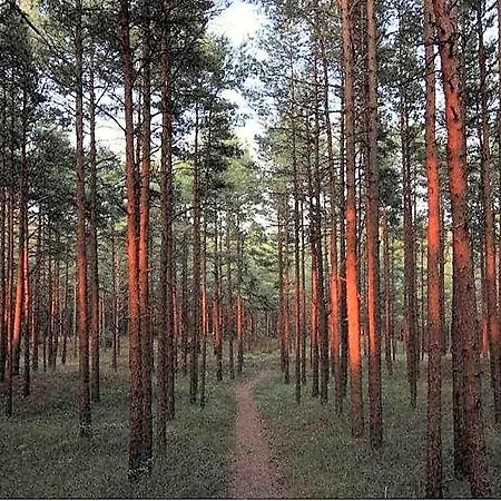 Gintarautojai *